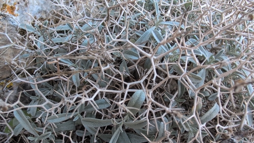 Hormathophylla spinosa, 2026-10-21