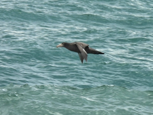 iNaturalist image