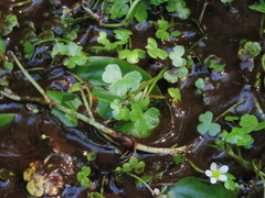 Ranunculus omiophyllus