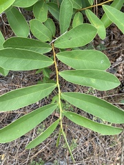 Asimina reticulata