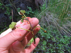 Ranunculus omiophyllus