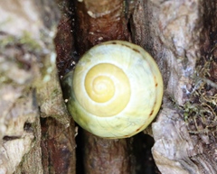 Fruticicola fruticum