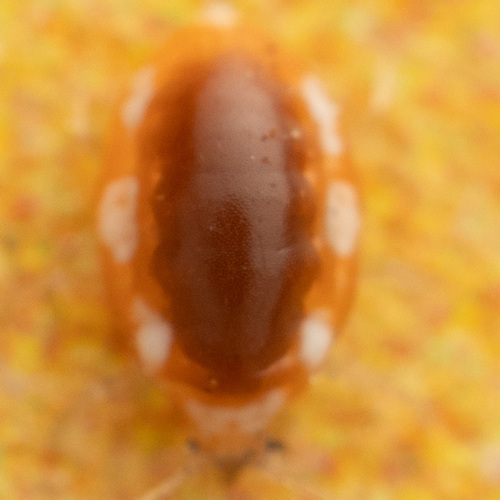 Coniopteryx