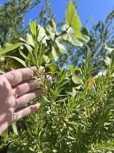 Suriana maritima observed 2026-10-21