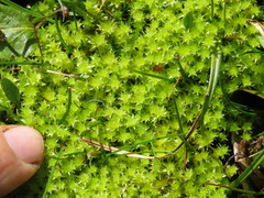 Diobelonella palustris