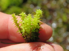 Diobelonella palustris