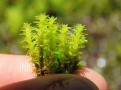 Diobelonella palustris