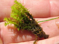 Diobelonella palustris