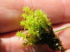 Diobelonella palustris