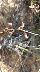 Astragalus ceramicus