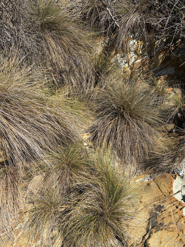 Austrostipa stipoides observed 2026-10-22