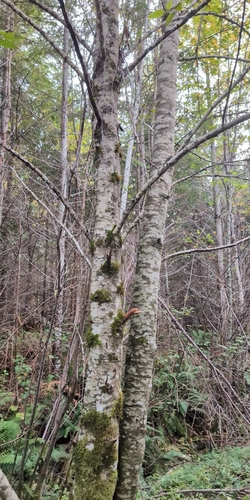 Alnus rubra observed 2026-10-21