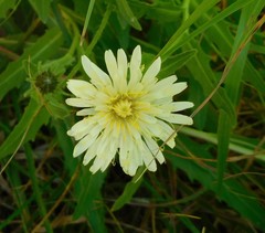 Schlagintweitia intybacea