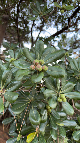 Pittosporum tobira observed 2026-10-22