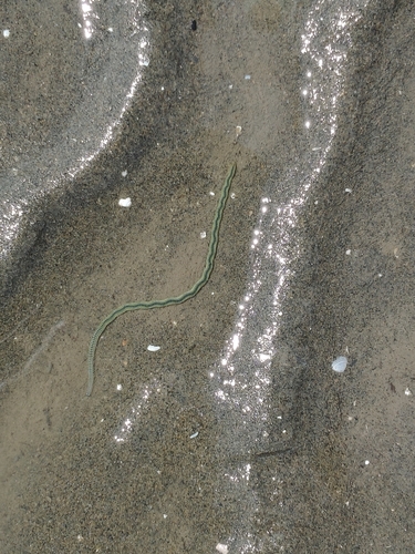 Phyllodoce observed 2026-10-20