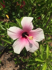 Hibiscus