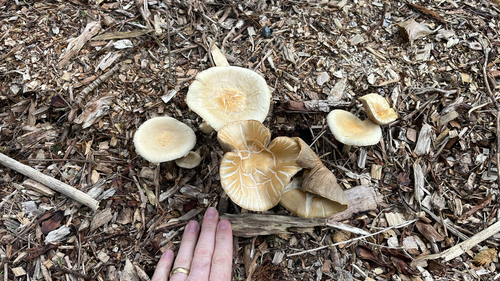 Agrocybe praecox, 2026-10-22