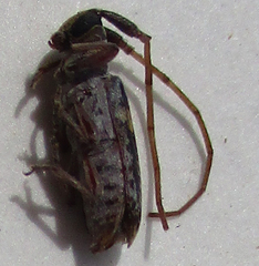 Eunidia subtergrisea