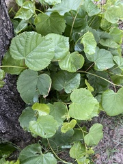 Tilia cordata