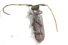 Eunidia subtergrisea