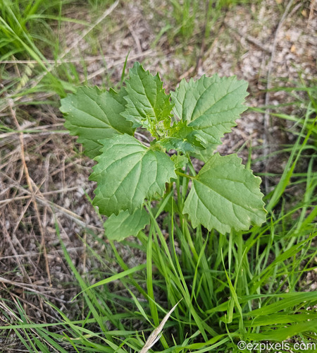 Chenopodiastrum murale observed 2026-10-21