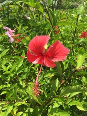 Hibiscus