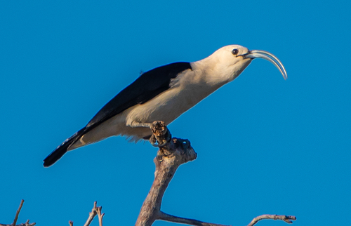 Sickle-billed Vanga