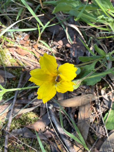 Goodenia paradoxa observed 2026-10-18