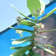 Calotropis procera