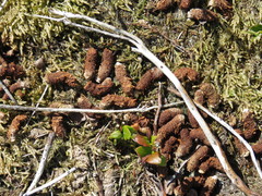 Lagopus lagopus scotica