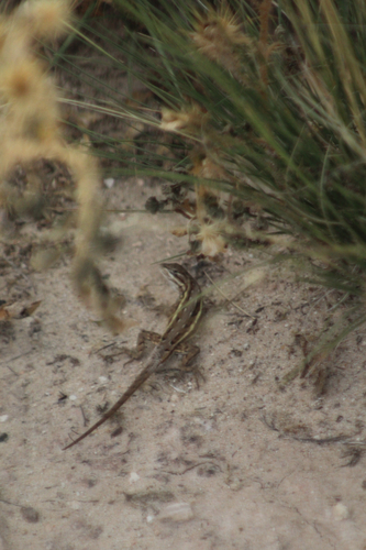 Southwestern Fence Lizard
