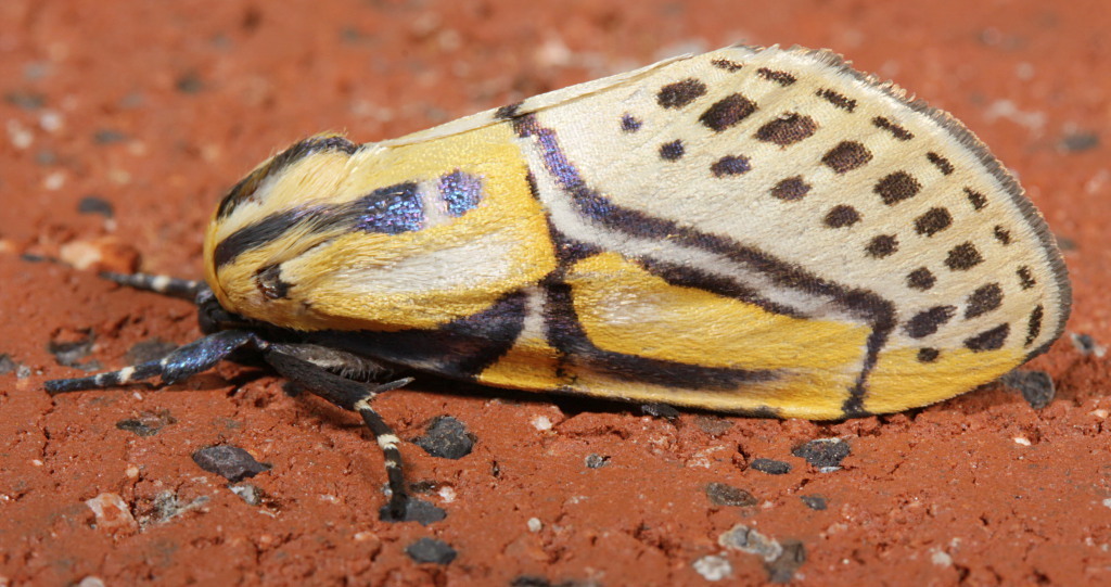 Diphtherinae