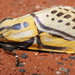 Diphtherinae - Photo (c) Patrick Coin, algunos derechos reservados (CC BY-NC-SA)