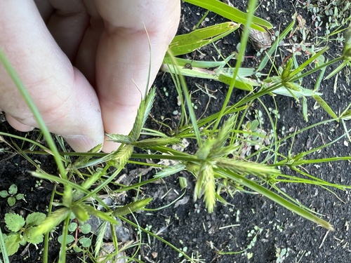 Cyperus compressus observed 2026-10-21