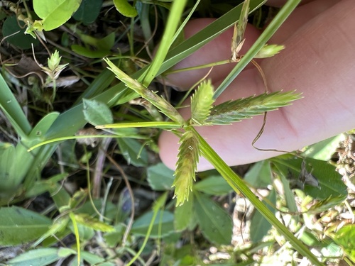 Cyperus compressus observed 2026-10-21