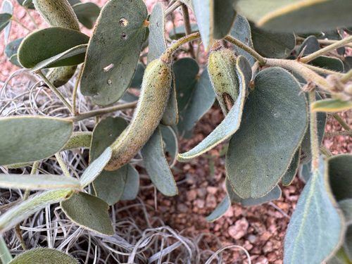 Senna bauhinioides, 2026-10-18
