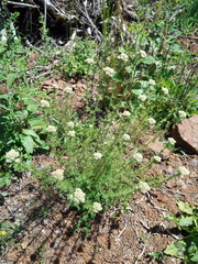 Achillea nobilis