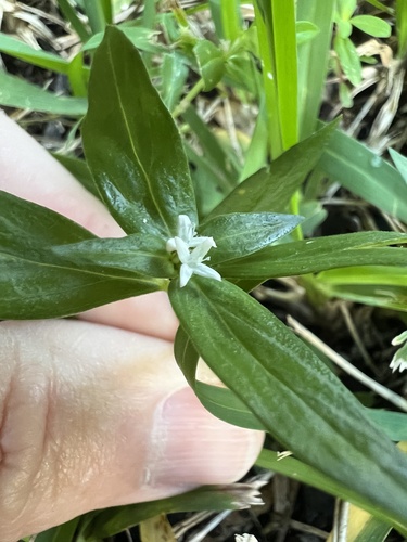 Spermacoce remota observed 2026-10-21