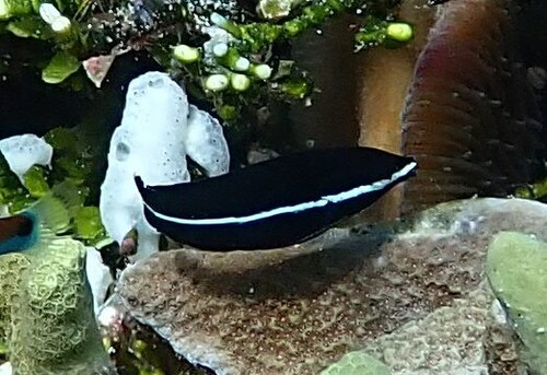 Labrichthys observed 2026-10-16