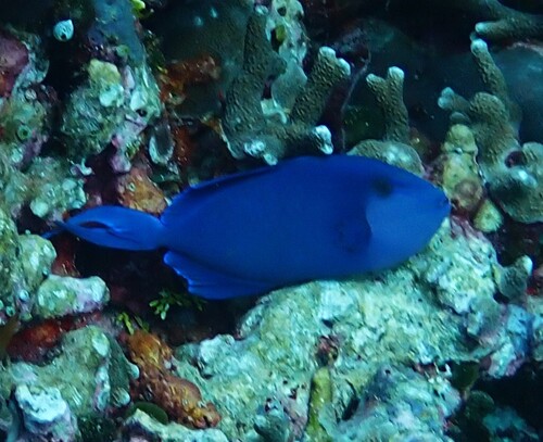 Odonus niger observed 2026-10-16