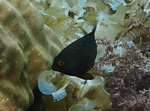 Plectroglyphidodon lacrymatus observed 2026-10-16