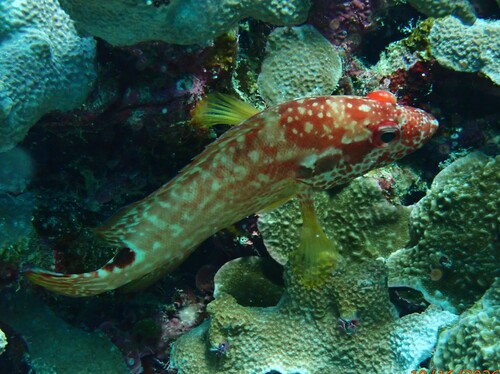 Cephalopholis leopardus observed 2026-10-16
