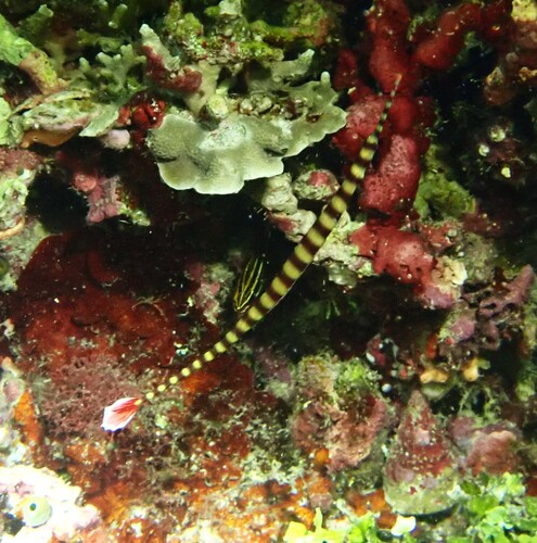 Dunckerocampus dactyliophorus observed 2026-10-16