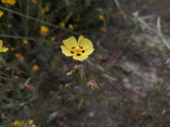 Tuberaria guttata