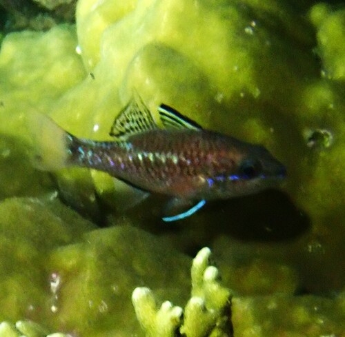 Pristiapogon kallopterus observed 2026-10-16