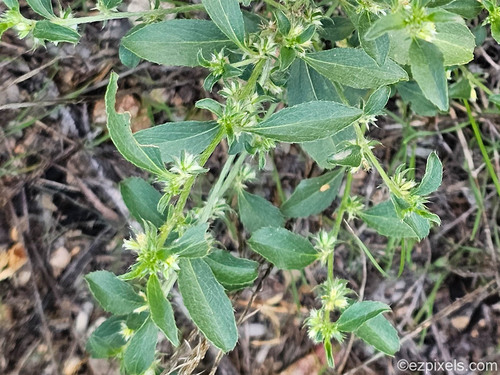 Yuma Silverbush