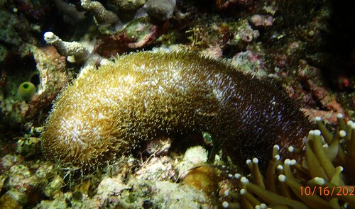 Polyphyllia talpina observed 2026-10-16