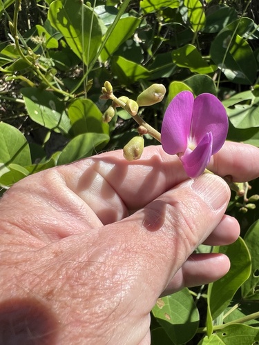 Canavalia rosea observed 2026-10-21
