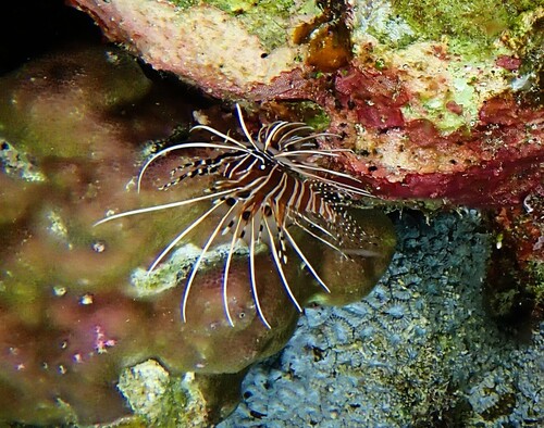Pterois antennata observed 2026-10-16