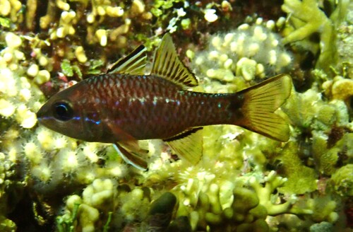 Pristiapogon kallopterus observed 2026-10-16